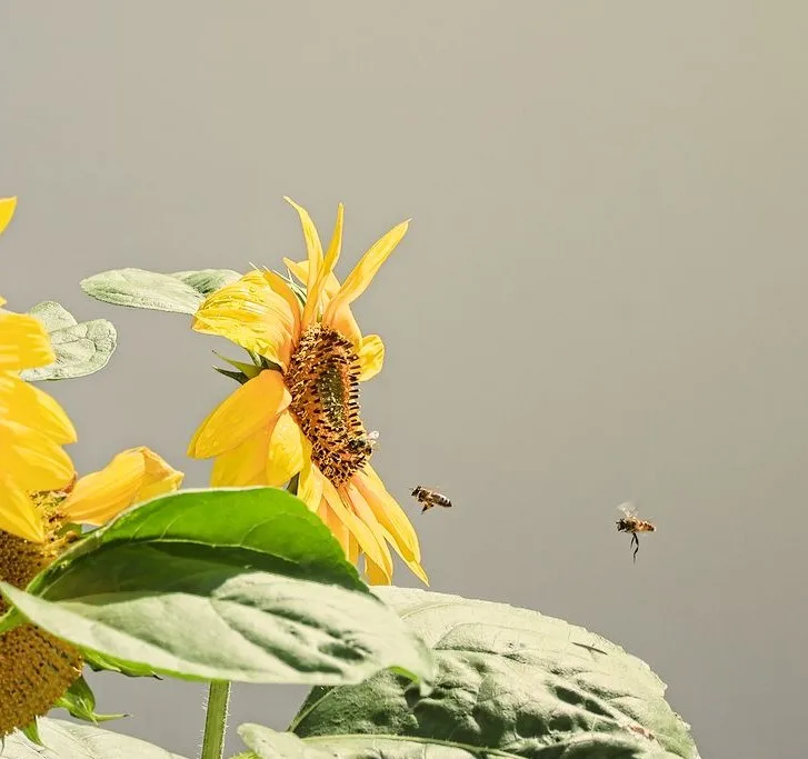 3 Bienen, die hintereinander auf einer Sonnenblume landen - Schwarmintelligenz